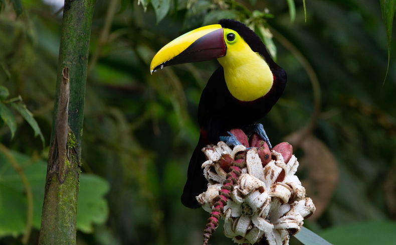 Yellow-throated Toucan birding trips Ecuador