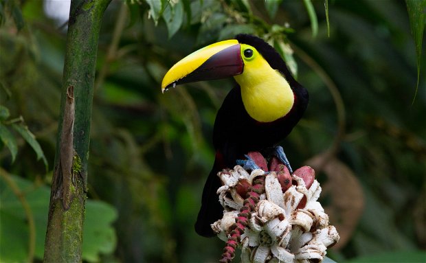 Yellow-throated Toucan birding trips Ecuador