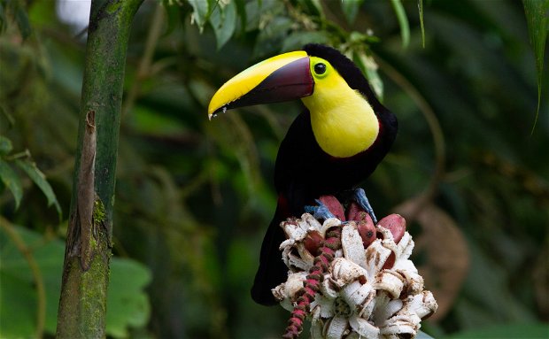 Yellow-throated Toucan birding trips Ecuador Yellow-throated Toucan birding trips Ecuador