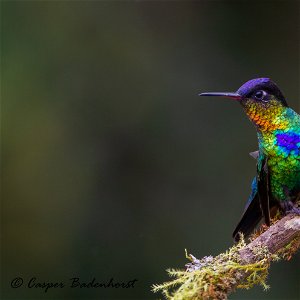 COSTA RICA: 20 Days Birding and Photography 