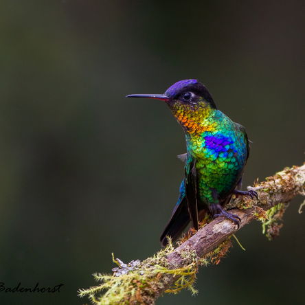 COSTA RICA: 20 Days Birding and Photography 