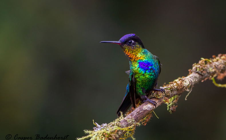 Fiery-throated Hummingbird Costa Rica birding trips