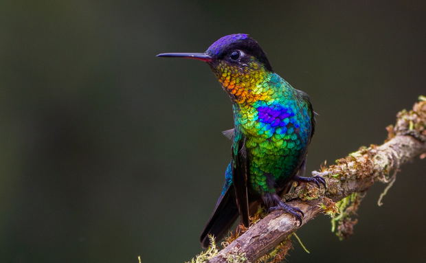 Fiery-throated Hummingbird Costa Rica birding trips Fiery-throated Hummingbird Costa Rica birding trips