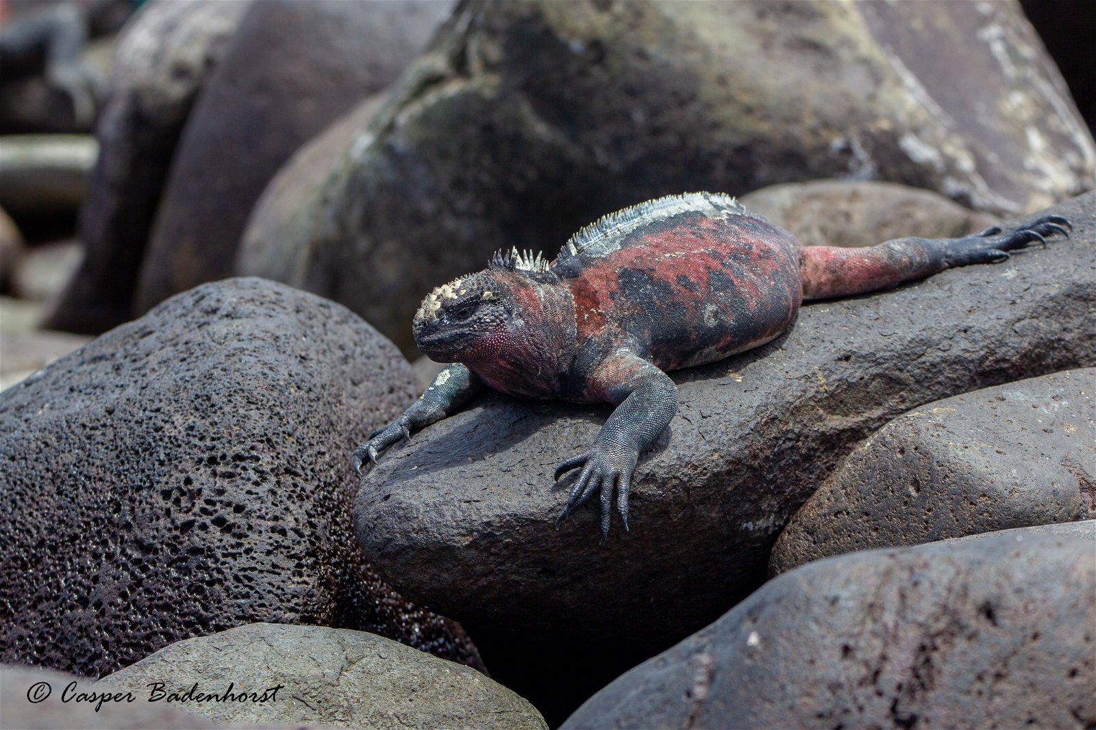 Marine Iguana