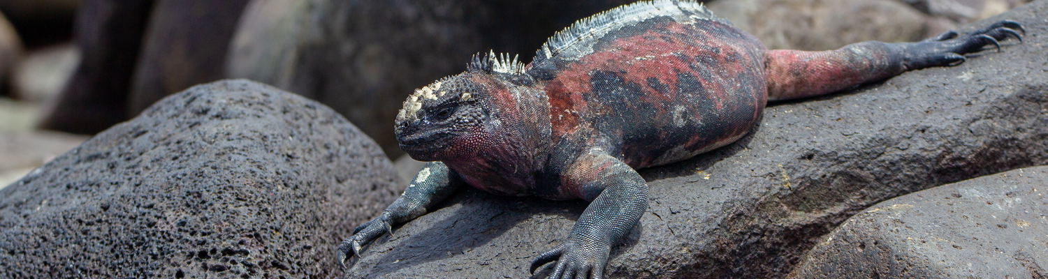 Marine Iguana