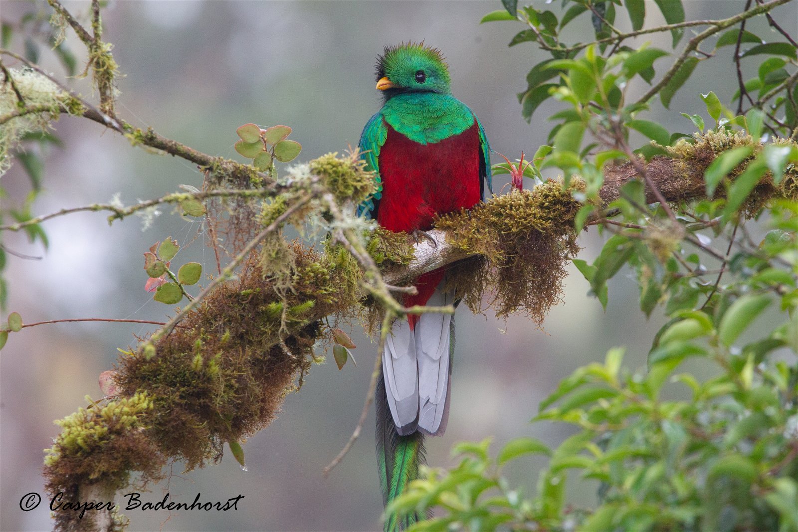Resplendid Quetzal Costa Rica
