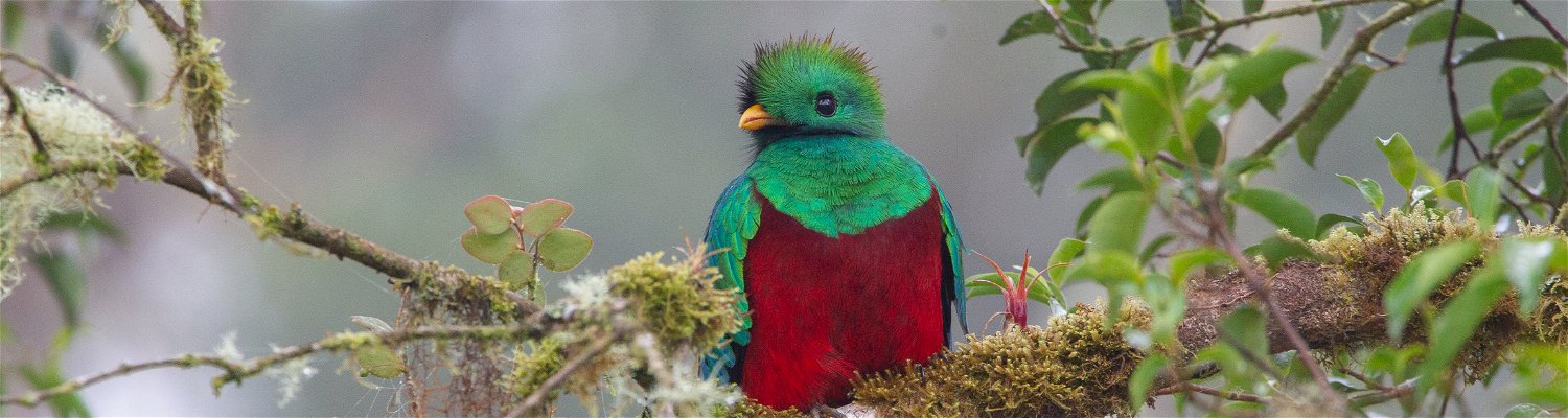 Resplendid Quetzal Costa Rica