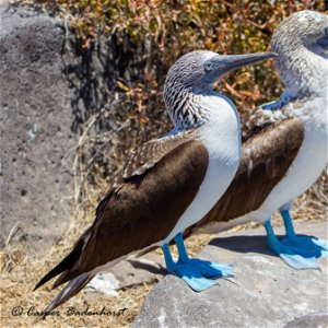 ECUADOR: 9 Days Birding or Photography - Galapagos Islands