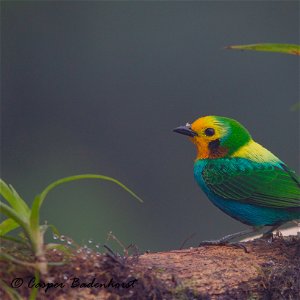 COLOMBIA: 21 Days Birding Photogrpahy - Central Andes