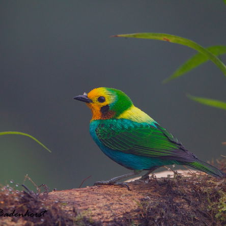 COLOMBIA: 21 Days Birding Photogrpahy - Central Andes