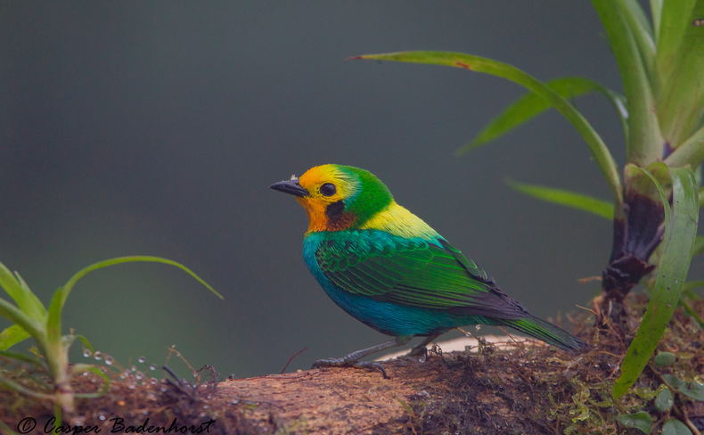 Multi-coloured Tanager Colombia Birding Trips