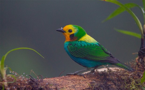 Multi-coloured Tanager Colombia Birding Trips