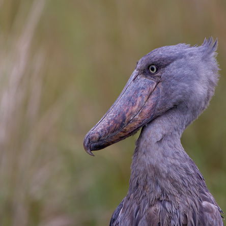 UGANDA: 15 Days Birding and Photography plus GORILLA TREK