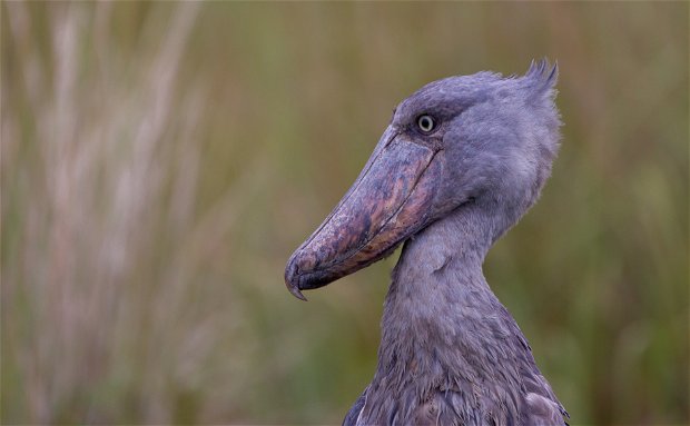 Shoebill Uganda Birding Trips