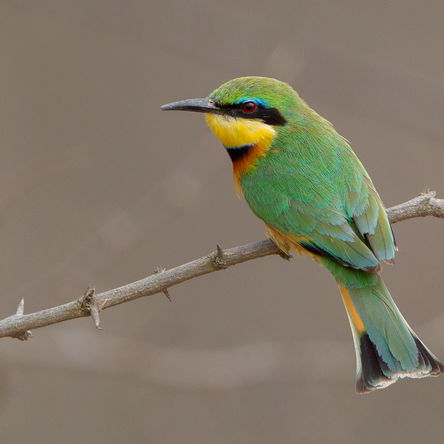 SOUTH AFRICA: 14 Days Birding and Photogaphy - North-eastern South Africa