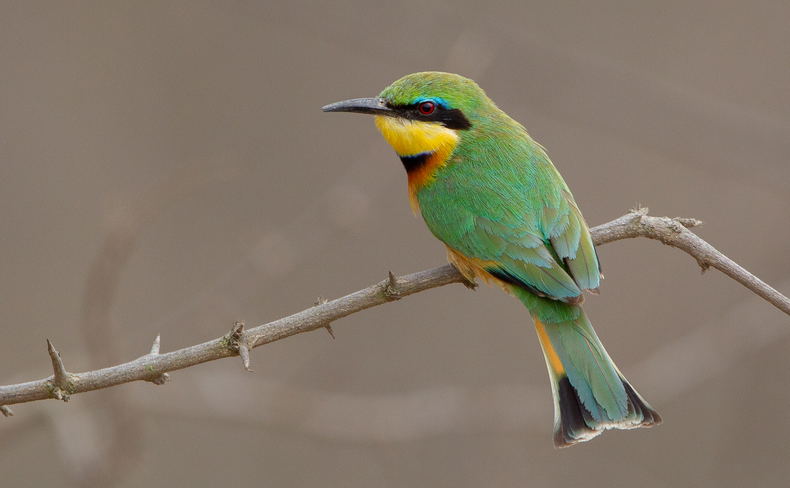 Little Bee-eater South Africa Birding Trips