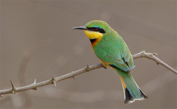 Little Bee-eater South Africa Birding Trips