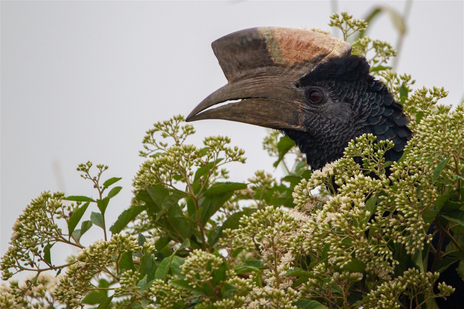 Black-and-white Casqued Hornbill