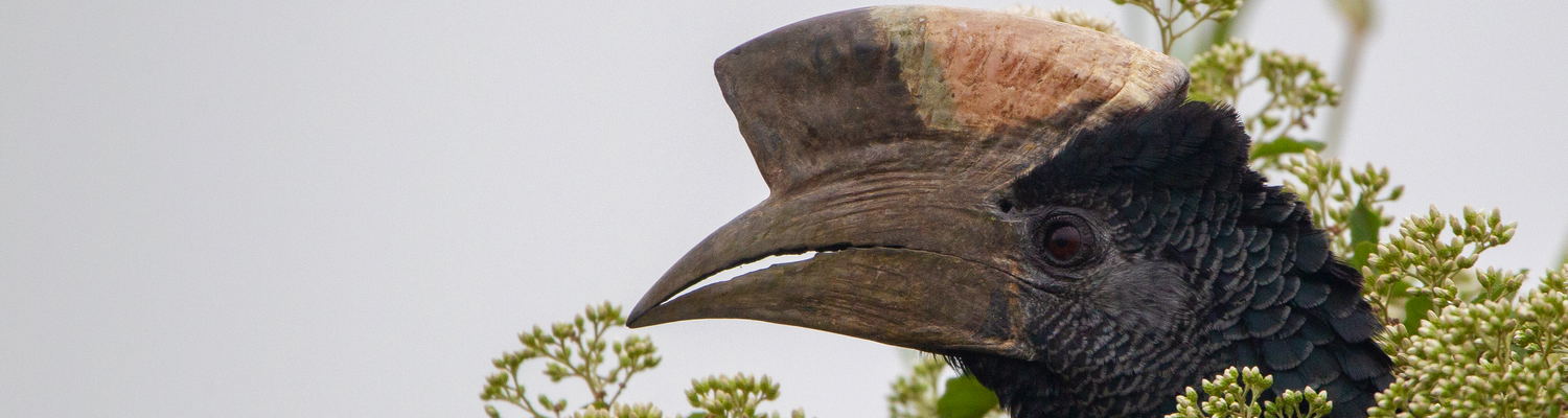 Black-and-white Casqued Hornbill