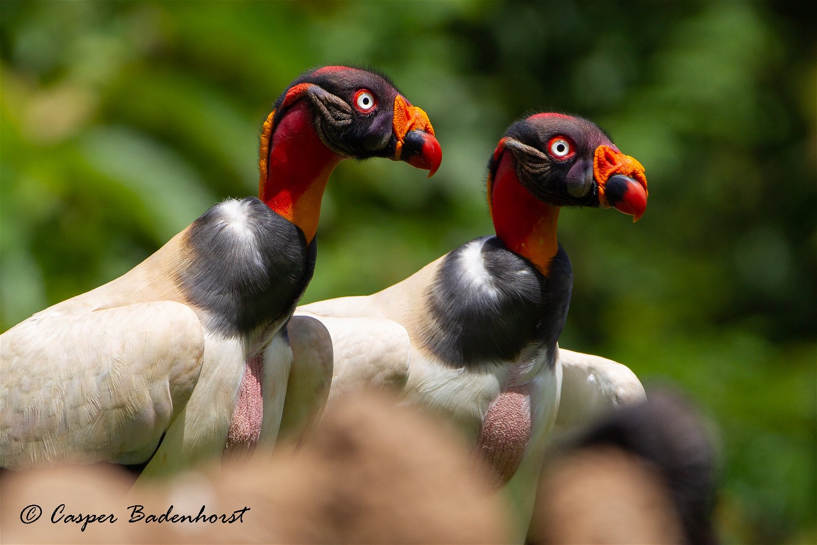King Vulture Costa Rica Birding Trips