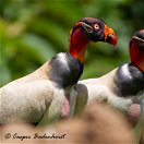 King Vulture Costa Rica Birding Trips