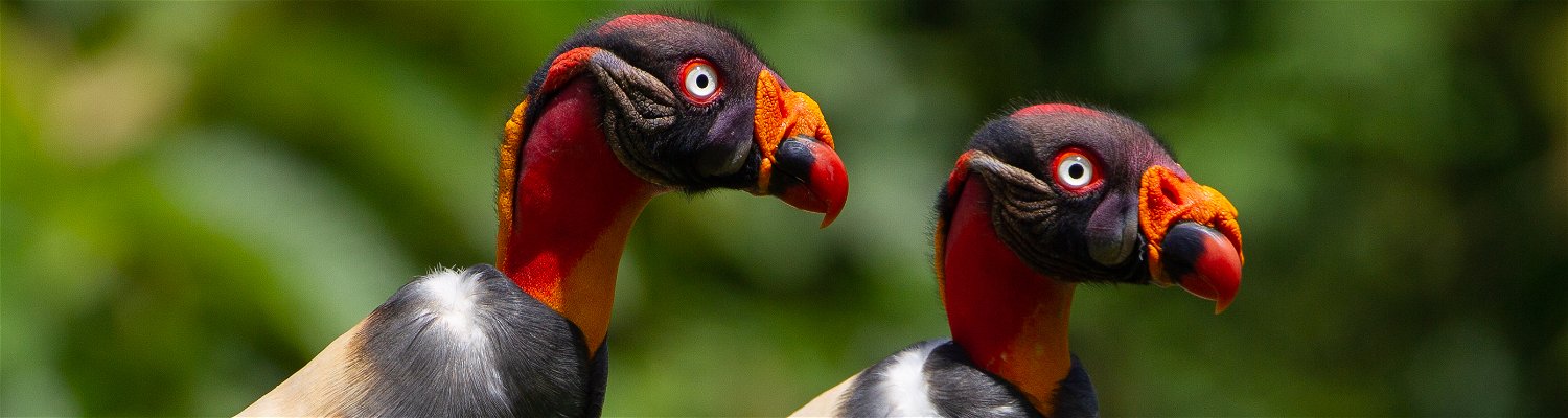 King Vulture Costa Rica Birding Trips