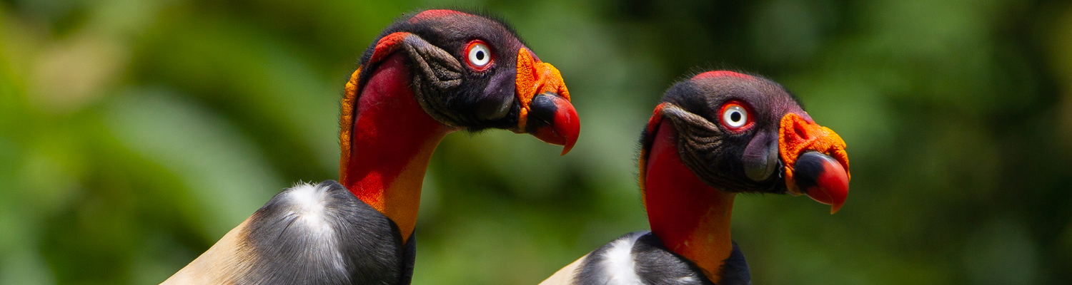King Vulture Costa Rica Birding Trips