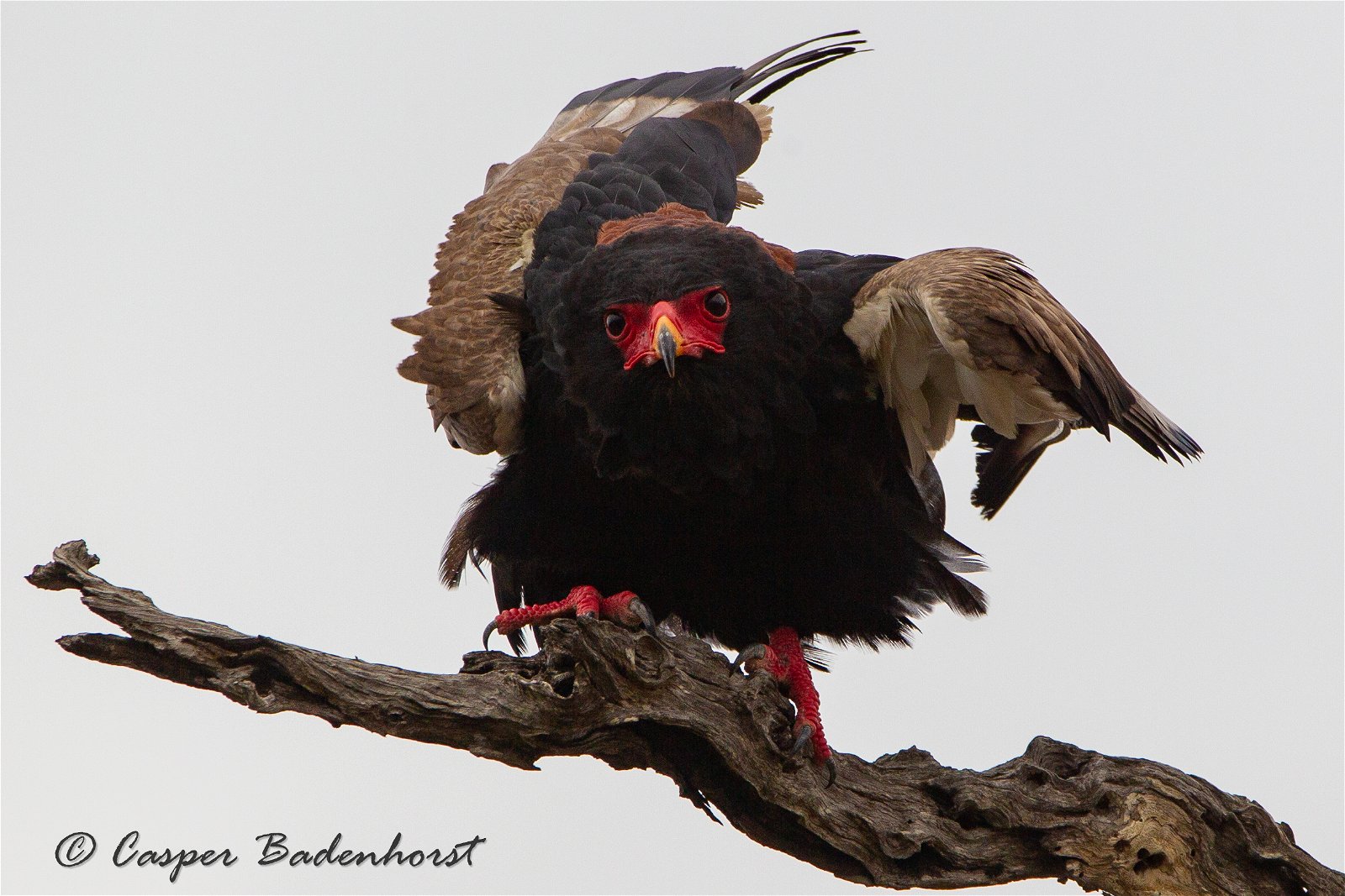 Bateleur Birding Trips South Africa