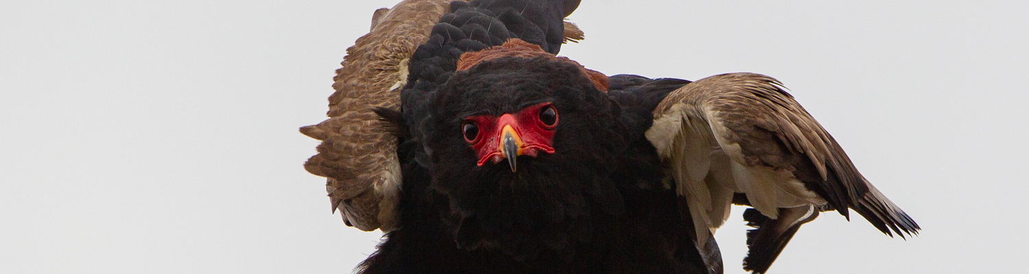 Bateleur Birding Trips South Africa
