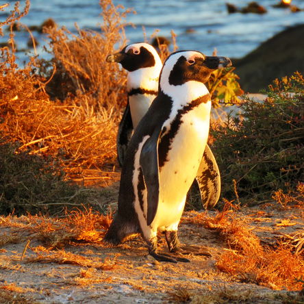 SOUTH AFRICA: Birding - 12 Day Western Cape and Garden Route