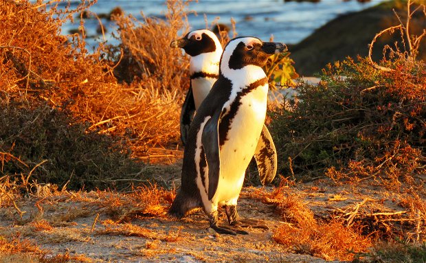 Cape birding tour. Western Cape and Garden route birding tour, addo elephant park birding