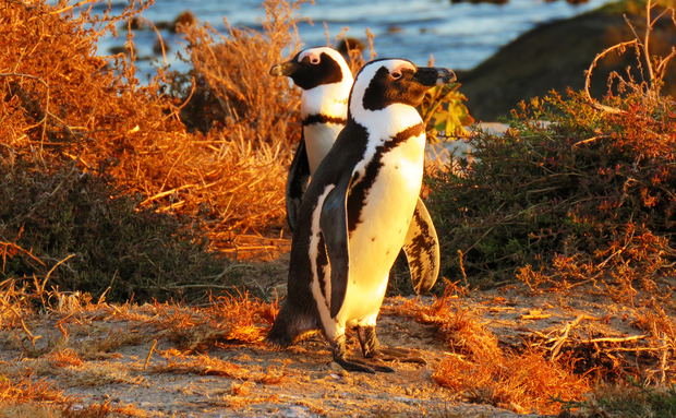 Cape birding tour. Western Cape and Garden route birding tour, addo elephant park birding Cape birding tour. Western Cape and Garden route birding tour, addo elephant park birding