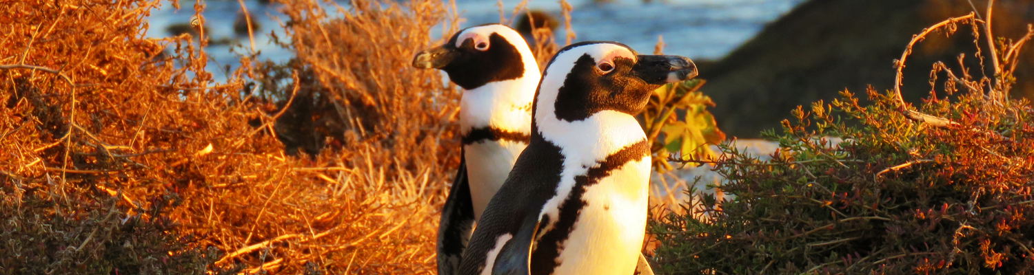 Cape birding tour. Western Cape and Garden route birding tour, addo elephant park birding