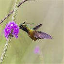 Black-crested Coquette