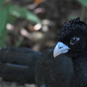 COLOMBIA: 21 Days Birding and Photography - Amazon, Carribean & Santa Marta