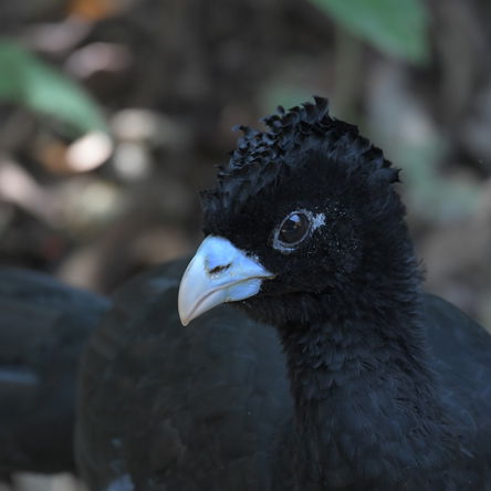 COLOMBIA: 21 Days Birding and Photography - Amazon, Carribean & Santa Marta