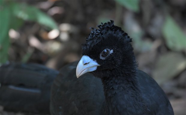 Currasow Colombia birding trips