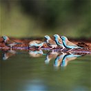 Birding and Wildlife Safaris Photography trips and tours Blue Waxbills