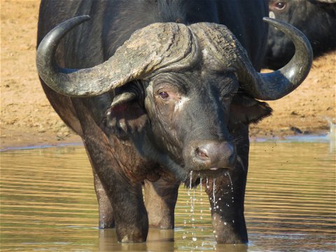 safari, buffalo, wildlife, trips, tours, photographic safari