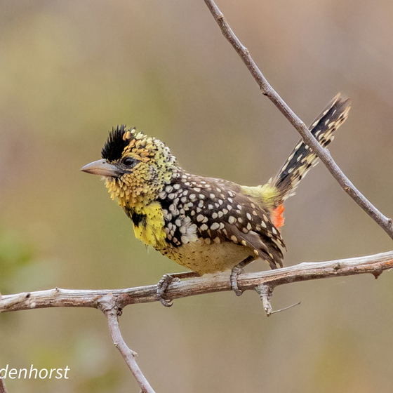 TANZANIA: 15 Days Birding and Wildlife Photographic Tour