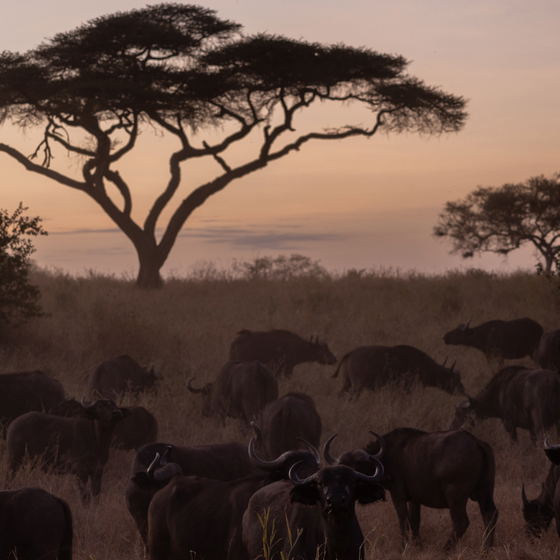 TANZANIA: 11 day Fly-in Birding and Wildlife Photography trip