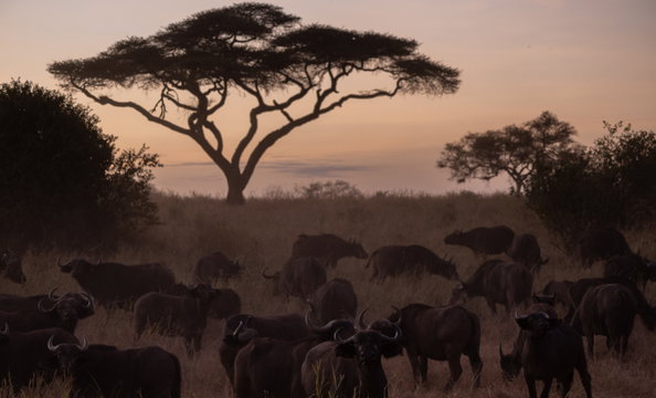 Tanzania Photography Trips