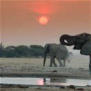 African Elephant on a guided birding and wildlife trip in South Africa 