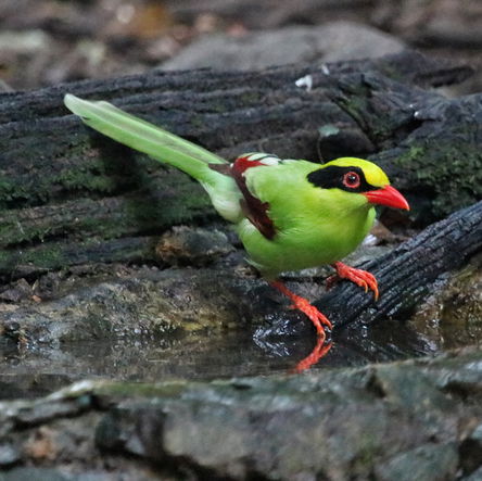 THAILAND: 21 Days Birding & Photography 