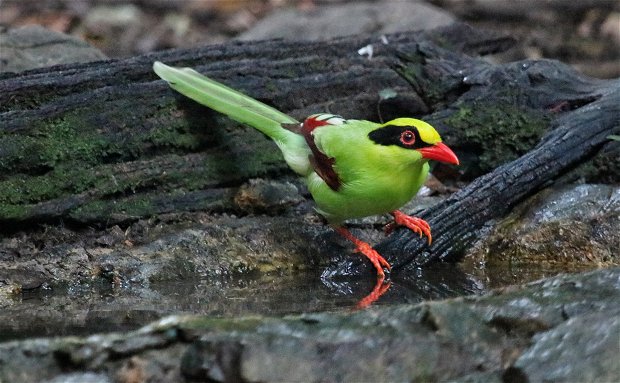 Green Magpie, Thailand, Birding trips