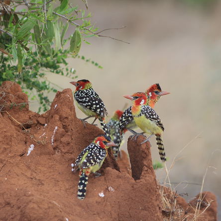 TANZANIA: 15 Days Birding and Wildlife Photographic Tour