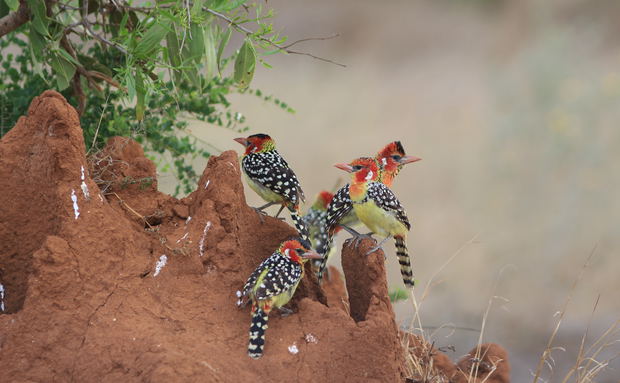Tanzania Birding Trips Tanzania Birding Trips