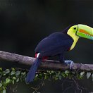 Kell-billed Toucan