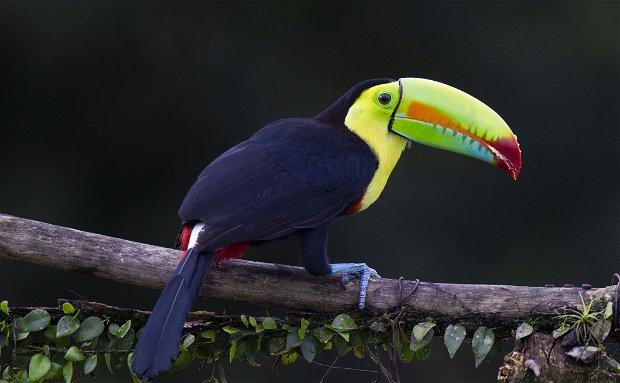 Kell-billed Toucan