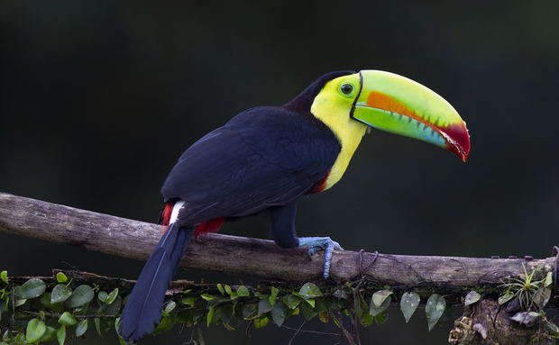 Kell-billed Toucan Kell-billed Toucan